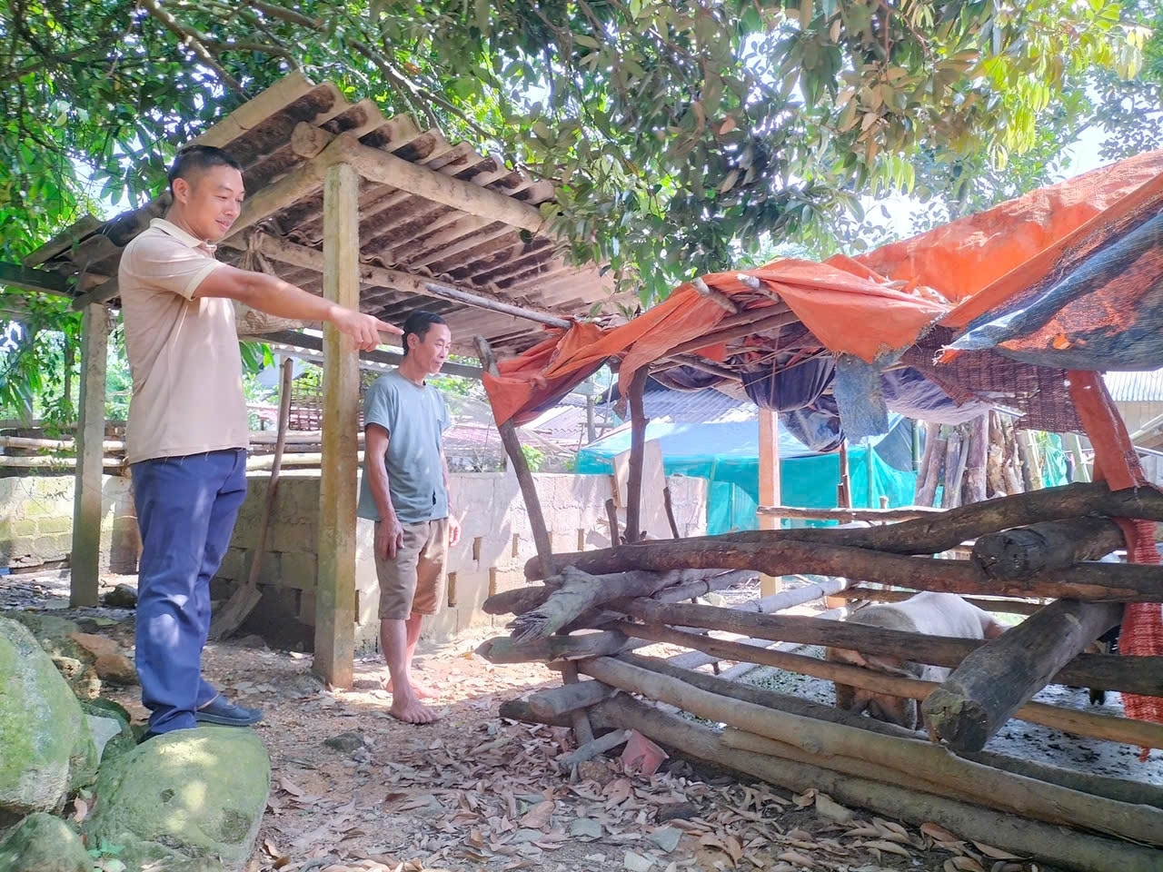 Anh Tòng Càn Tá, dân tộc Dao, thôn Sơn Thuỷ, xã Tân Mỹ, huyện Chiêm Hoá chia sẻ kinh nghiệm trong phát triển chăn nuôi ở địa phương Anh Tòng Càn Tá, dân tộc Dao, thôn Sơn Thuỷ, xã Tân Mỹ, huyện Chiêm Hoá chia sẻ kinh nghiệm trong phát triển chăn nuôi ở địa phương