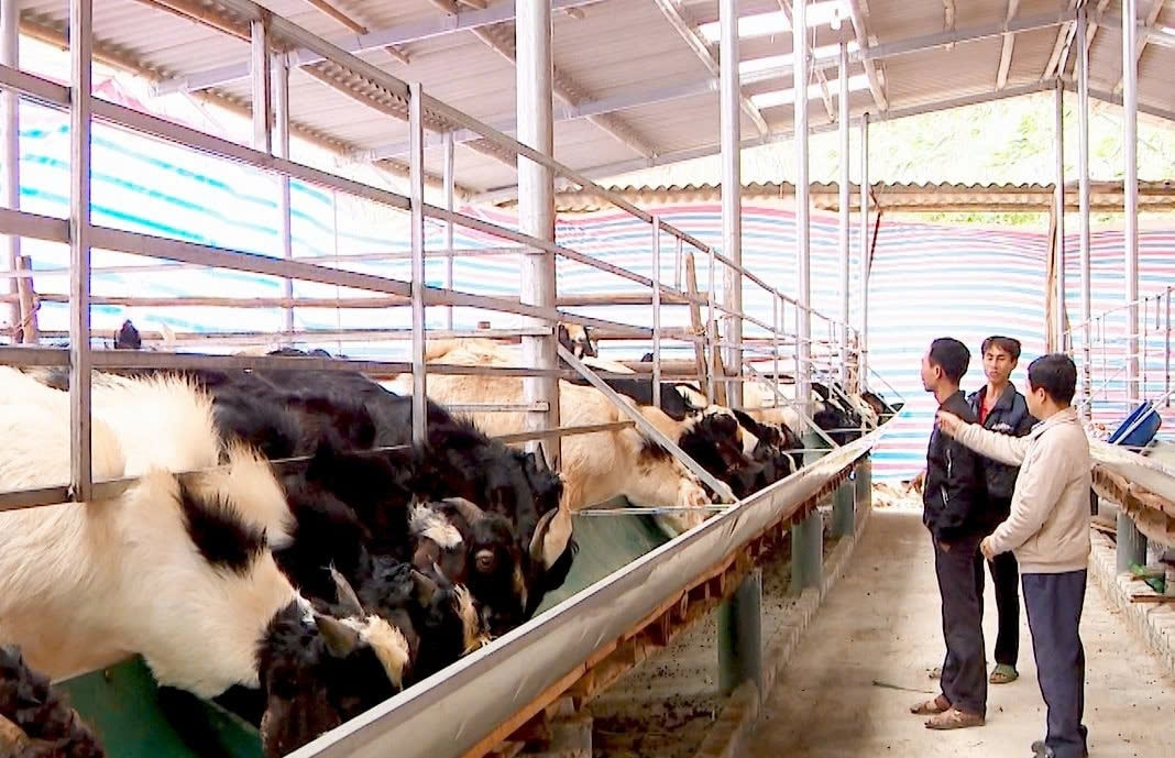 Một trong những mô hình nuôi dê tại thôn Khe Thuyền 3, xã Văn Phú, Sơn Dương Một trong những mô hình nuôi dê tại thôn Khe Thuyền 3, xã Văn Phú, Sơn Dương