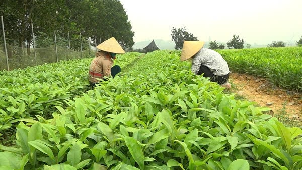 Người dân xã Vĩnh Lợi (huyện Sơn Dương) sản xuất giống cây lâm nghiệp,  góp phàn nâng cao thu nhập, giảm ngèo bền vững