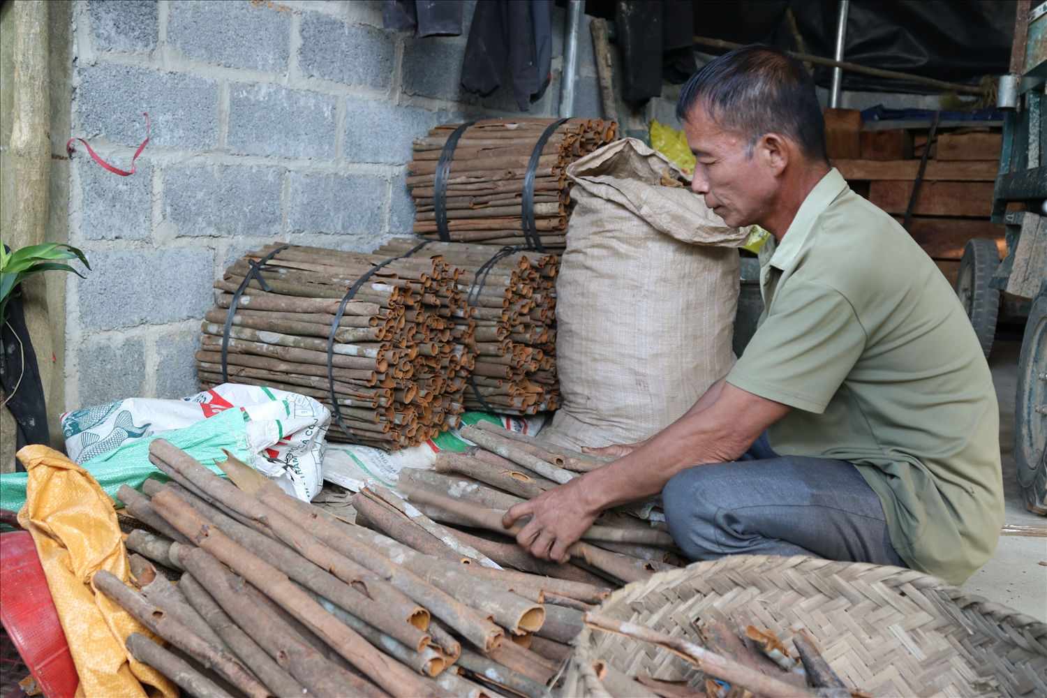 Hiện cây quế  là cây chủ lực để phát triển kinh tế ở huyện Tràng Định