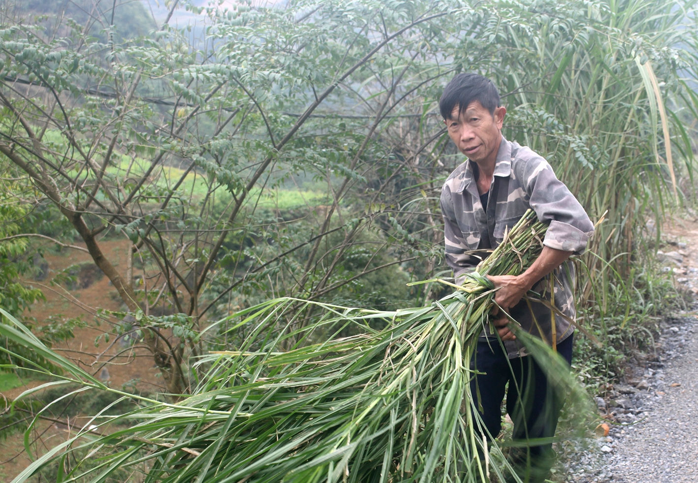 Gia đình ông Ly Seo Chua ở thôn Bản Phố 2, xã Bản Phố chủ động cắt cỏ tươi và lá ngô dày cho trâu ăn trong những ngày rét đậm, rét hại