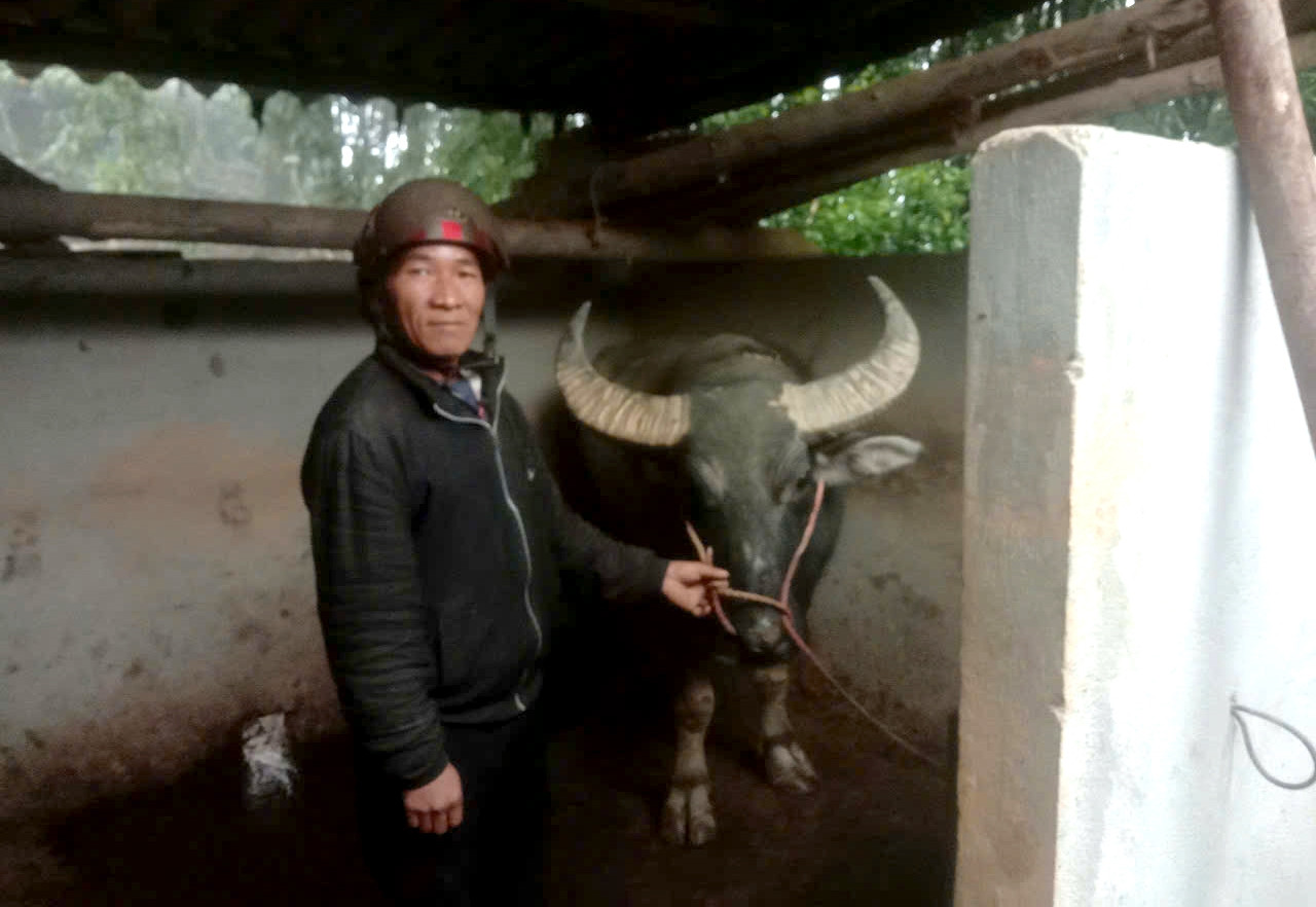 Gia đình ông Vàng Seo Say, thôn Trung La, xã Bản Phố xây chuồng kiên cố nuôi nhốt con trâu nái - tài sản lớn nhất của gia đình