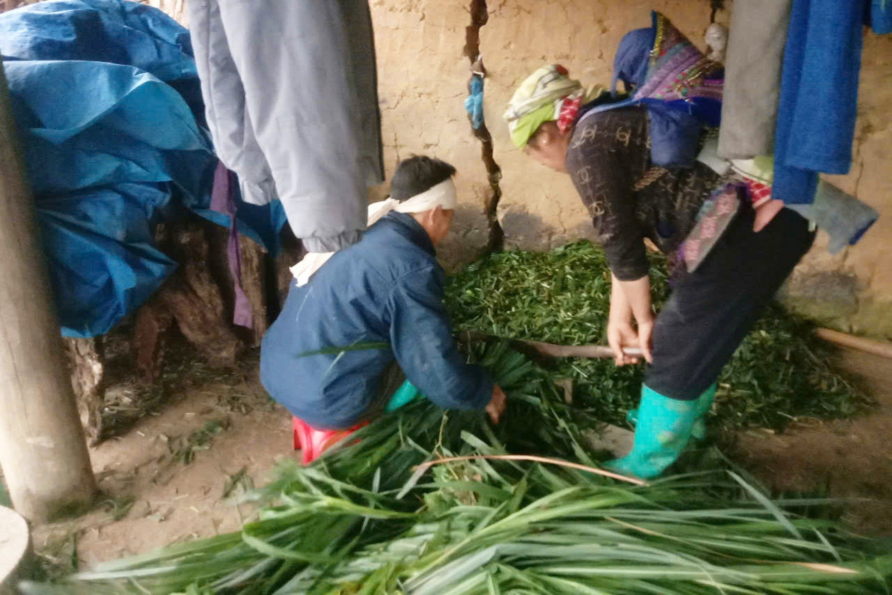 Nông dân vùng cao Bắc Hà chủ động nuôi nhốt, tăng cường cho trâu uống nước ấm, ăn bổ sung cỏ tươi, cám ngô nóng, bống rượu ngô tăng cường sức khỏe, đề kháng trong những ngày rét đậm, rét hại