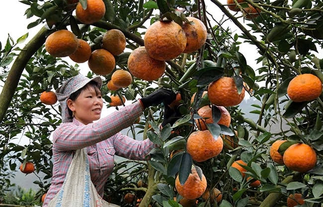 Cam sành Hàm Yên phát triển mạnh mẽ, trở thành cây trồng chủ lực, nâng cao thu nhập cho người dân Cam sành Hàm Yên phát triển mạnh mẽ, trở thành cây trồng chủ lực, nâng cao thu nhập cho người dân