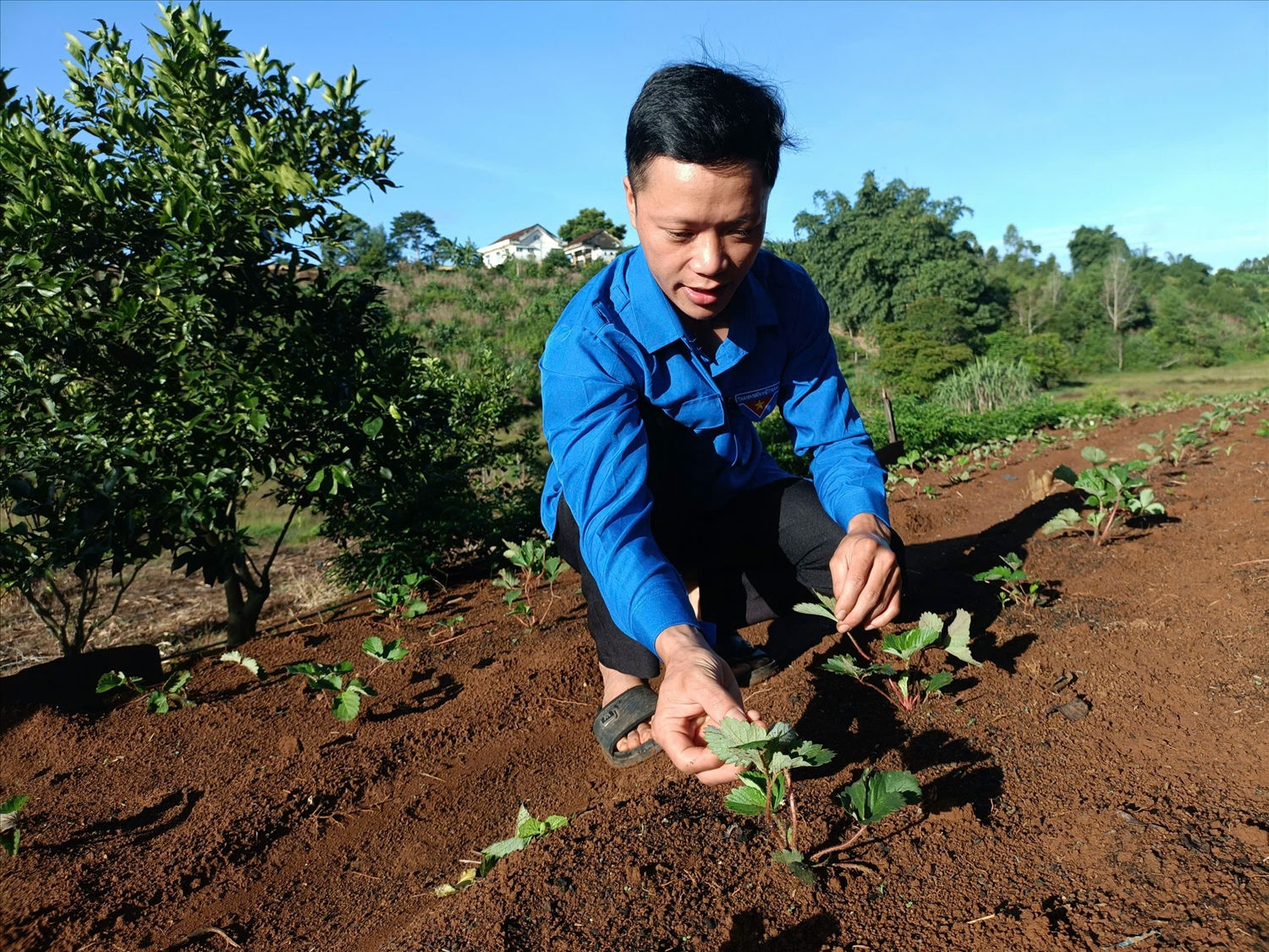 Anh Bùi Ngọc Thanh hướng dẫn cách trồng dâu tây