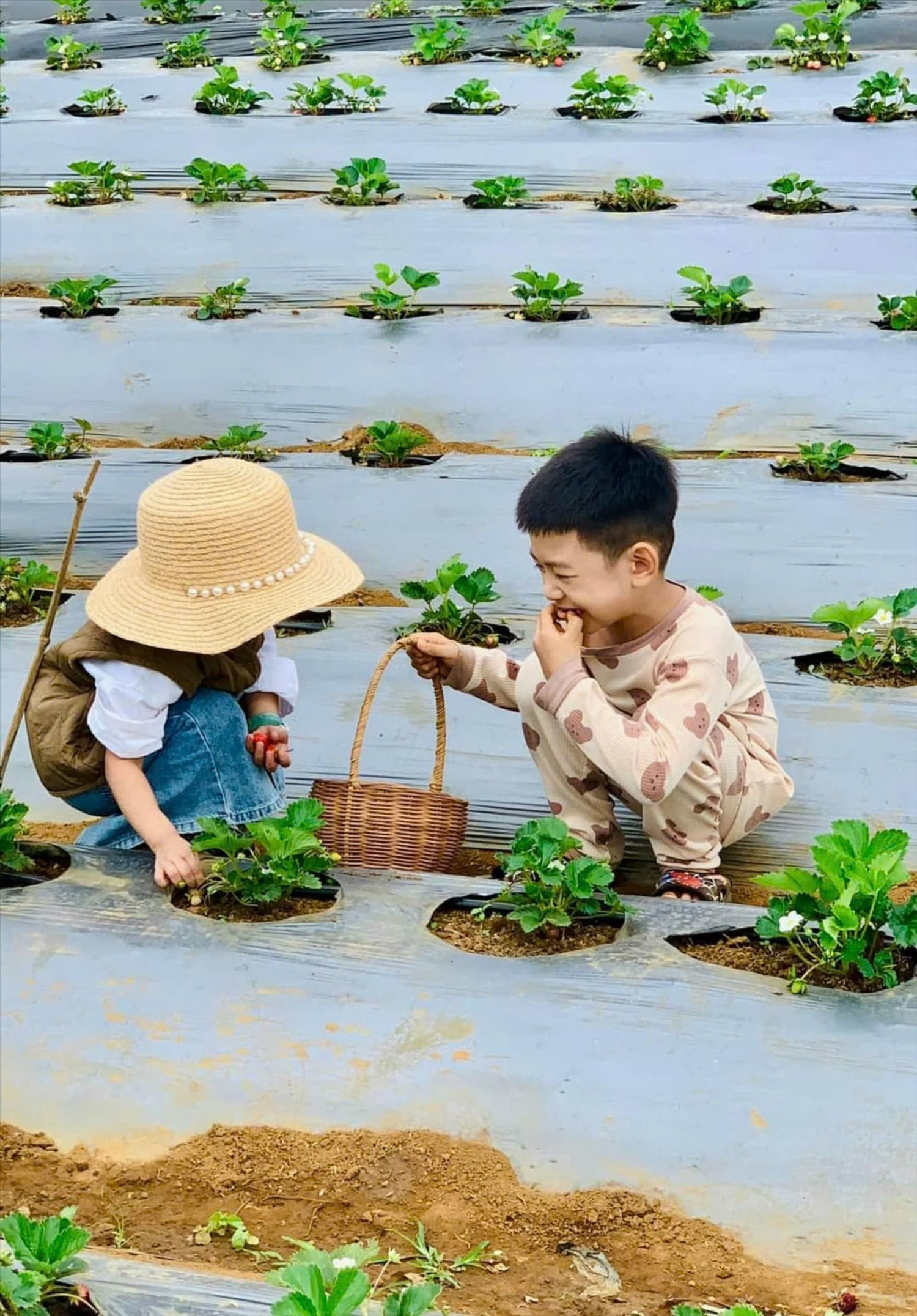 Trẻ em thích thú hái dâu và thưởng thức ngay tại vườn