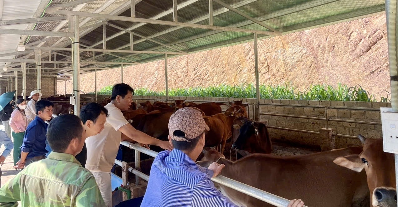 Hộ nghèo, hộ cận nghèo, hộ mới thoát nghèo tham gia dự án nuôi bò được địa phương dẫn đến tận nơi cung ứng giống bà để lựa chọn