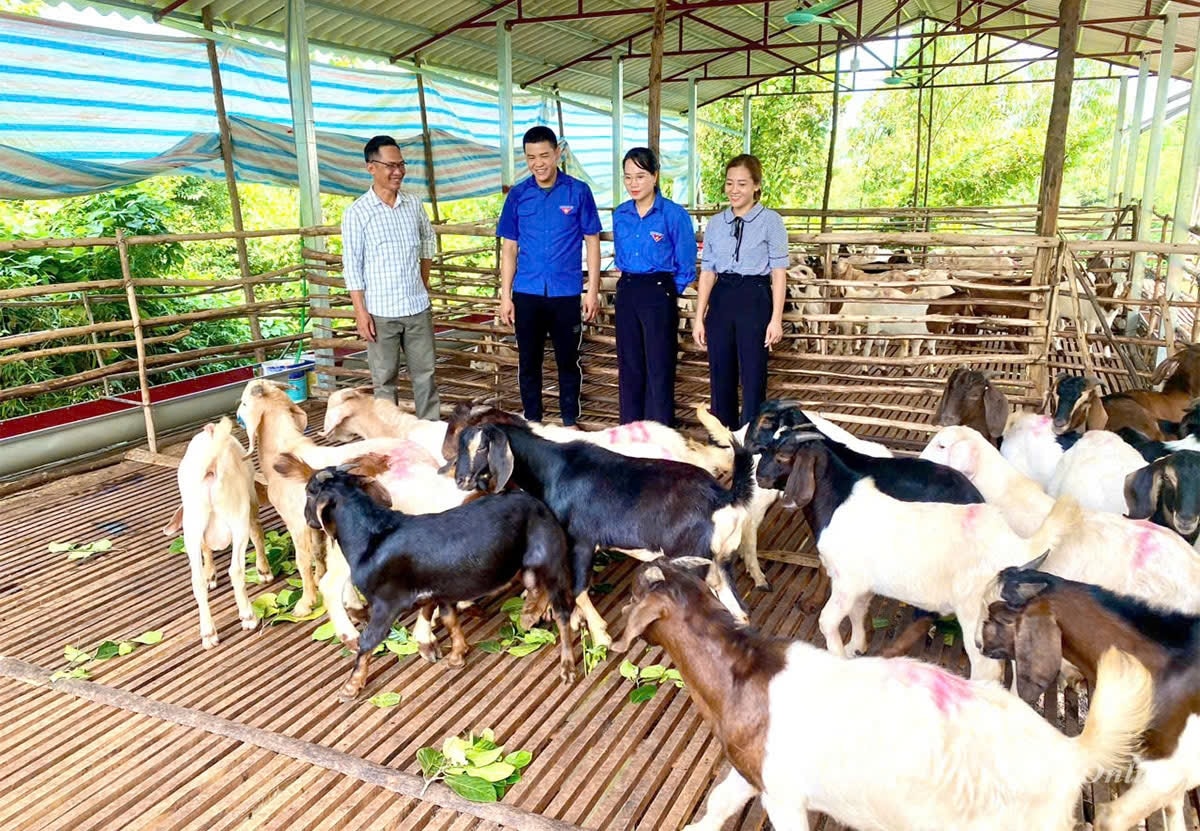 Anh Dương Văn Nam (thứ 2 từ trái qua phải), thôn Tây Vặc với trang trại nuôi dê hơn 200 con. Anh Dương Văn Nam (thứ 2 từ trái qua phải), thôn Tây Vặc với trang trại nuôi dê hơn 200 con.