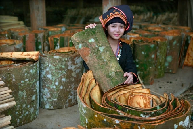 Cây quế Yên Bái được chế biến thành 50 loại sản phẩm, trong đó có 28 sản phẩm được chứng nhận OCOP 3 sao trở lên. Ảnh: TL Cây quế Yên Bái được chế biến thành 50 loại sản phẩm, trong đó có 28 sản phẩm được chứng nhận OCOP 3 sao trở lên. Ảnh: TL