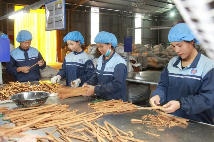 Sản lượng toàn tỉnh Yên Bái đạt 22.000 tấn vỏ quế khô, gần 600 tấn tinh dầu quế, và trên 70.000 m3 gỗ quế, tổng giá trị đạt trên 1.000 tỷ đồng. Ảnh: TL Sản lượng toàn tỉnh Yên Bái đạt 22.000 tấn vỏ quế khô, gần 600 tấn tinh dầu quế, và trên 70.000 m3 gỗ quế, tổng giá trị đạt trên 1.000 tỷ đồng. Ảnh: TL