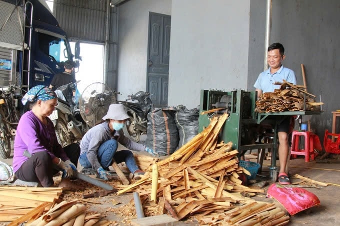 Tỉnh Yên Bái hiện có 300 cơ sở thu mua, sơ chế quế vỏ, 34 cơ sở trưng cất tinh dầu quế và 26 hợp tác xã, doanh nghiệp chế biến quế. Ảnh: TL Tỉnh Yên Bái hiện có 300 cơ sở thu mua, sơ chế quế vỏ, 34 cơ sở trưng cất tinh dầu quế và 26 hợp tác xã, doanh nghiệp chế biến quế. Ảnh: TL