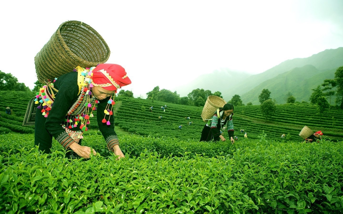 Vùng nguyên liệu chè sạch Tam Đường, tỉnh Lai Châu Vùng nguyên liệu chè sạch Tam Đường, tỉnh Lai Châu