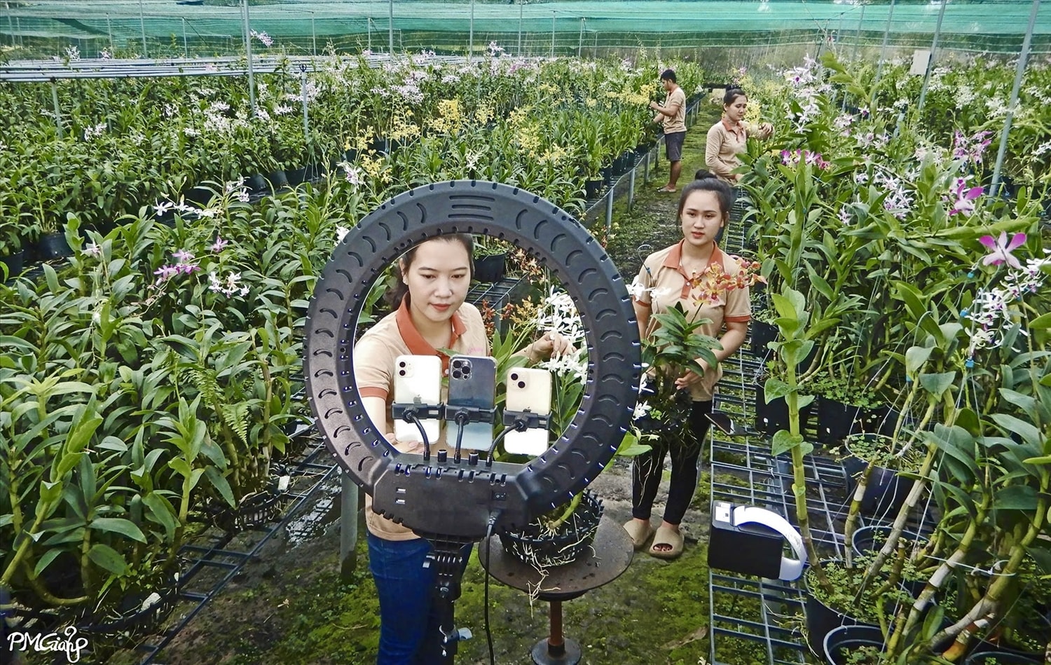 Cơ sở hoa lan Thạch Hoa sử dụng các nền tảng mạng xã hội để quảng bá, giới thiệu và bán hoa lan qua kênh online