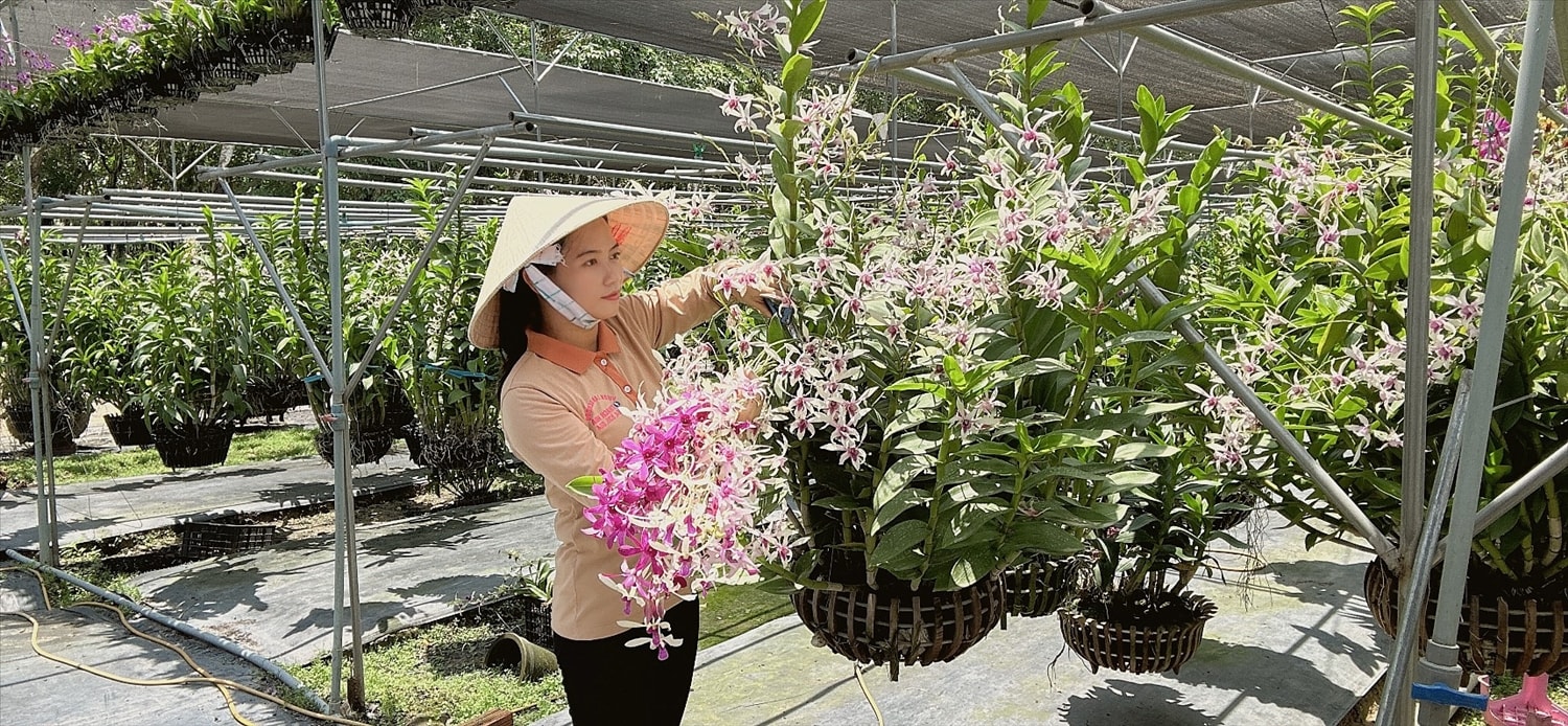 Mỗi giò hoa lan là một tác phẩm nghệ thuật mà Thạch Thị Kim Hoa đã dành nhiều tâm huyết để tạo nên