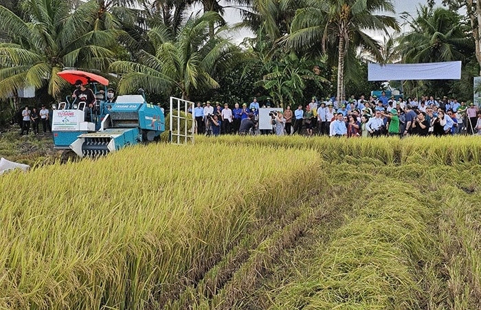 Thu hoạch lúa bằng máy gặp đập liên hợp tại Thu hoạch lúa bằng máy gặp đập liên hợp tại