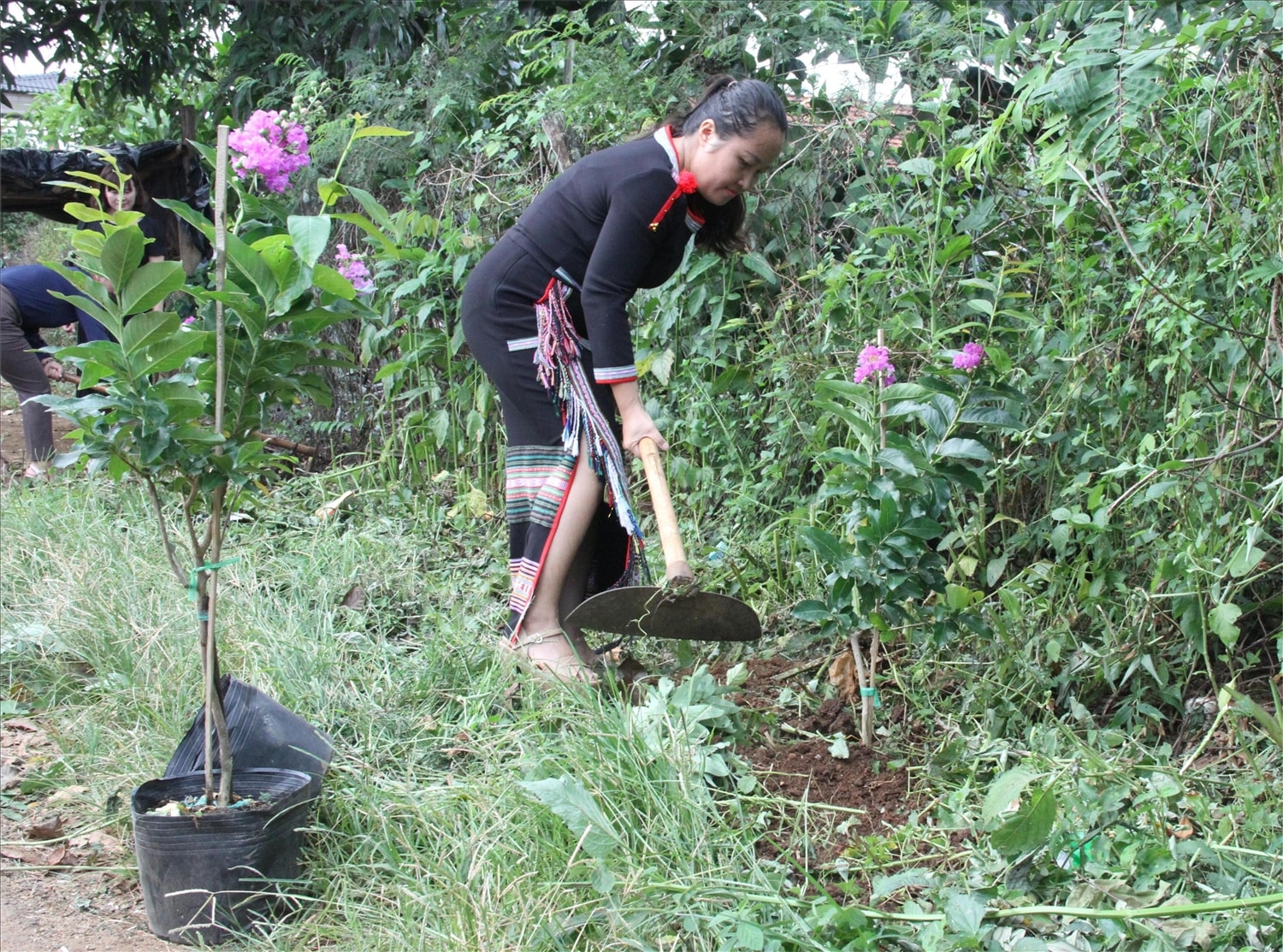 Phòng Dân tộc huyện Krông Ana và các đơn vị kết nghĩa tặng buôn Drai 120 cây bằng lăng để tạo cảnh quan buôn làng