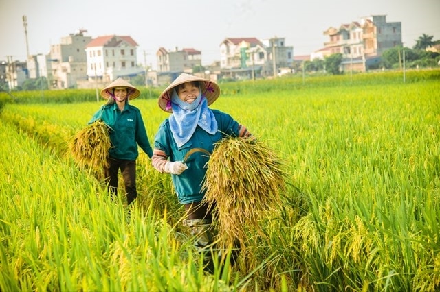Tổng kim ngạch xuất khẩu nông lâm thủy sản toàn ngành ước đạt mức cao kỷ lục 62,5 tỷ USD  (Ảnh IT)