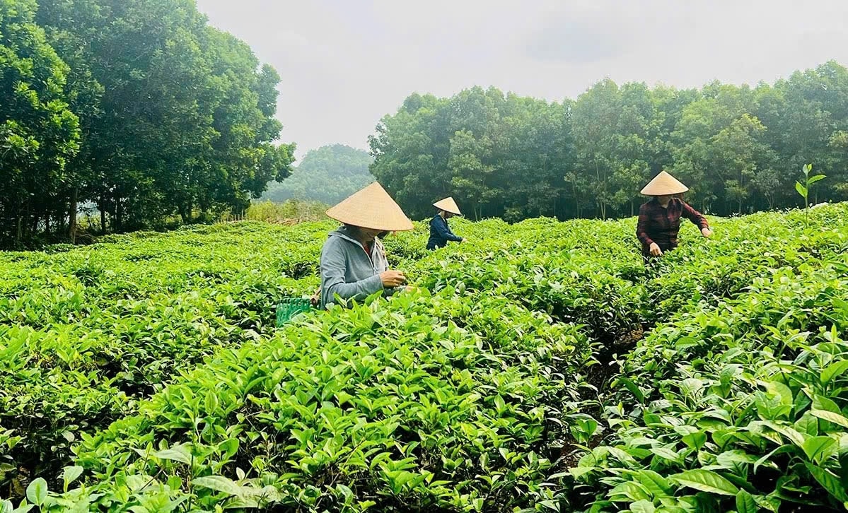 Tại Hàm Yên, năm qua, mức giảm tỷ lệ hộ nghèo theo chuẩn đa chiều giảm 2,64% Nhiều mô hình sinh kế hiệu quả góp phần giảm tỷ lệ hộ nghèo theo chuẩn đa chiều ở Hàm Yên xuống còn 2,64%