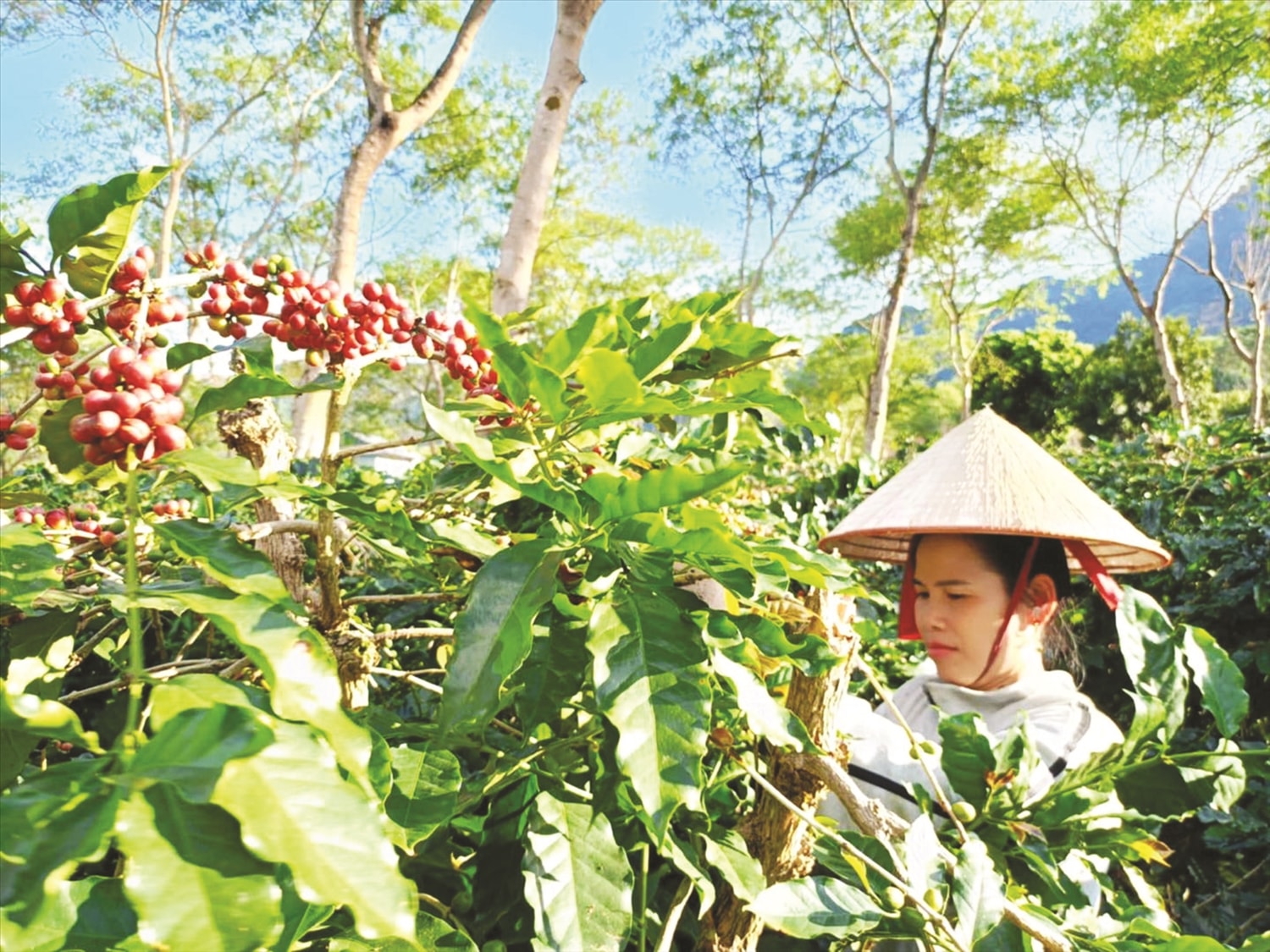Chị Tòng Thị Hoài, thành viên “Nhóm Chị Em” thu hoạch cà phê. Chị Tòng Thị Hoài, thành viên “Nhóm Chị Em” thu hoạch cà phê.