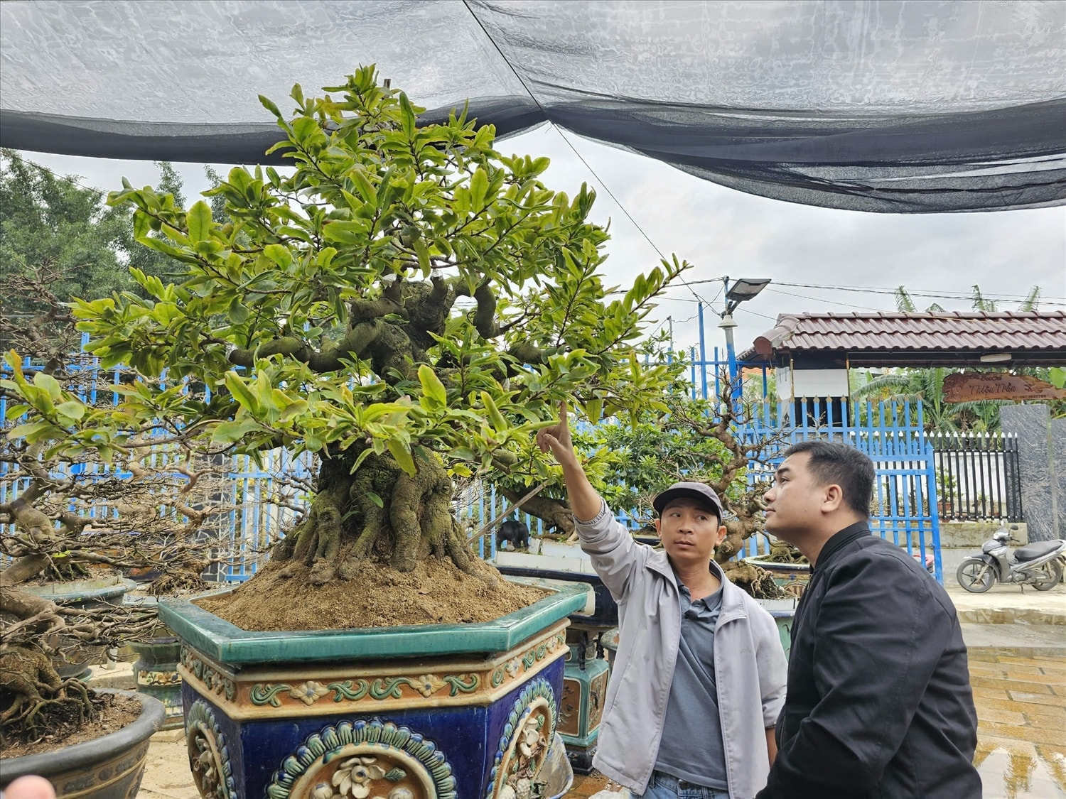 Anh Ngô Mạnh Tuân (đội nón) luôn hướng đến những tác phẩm mai bonsai nghệ thuật đạt đến tiêu chuẩn 