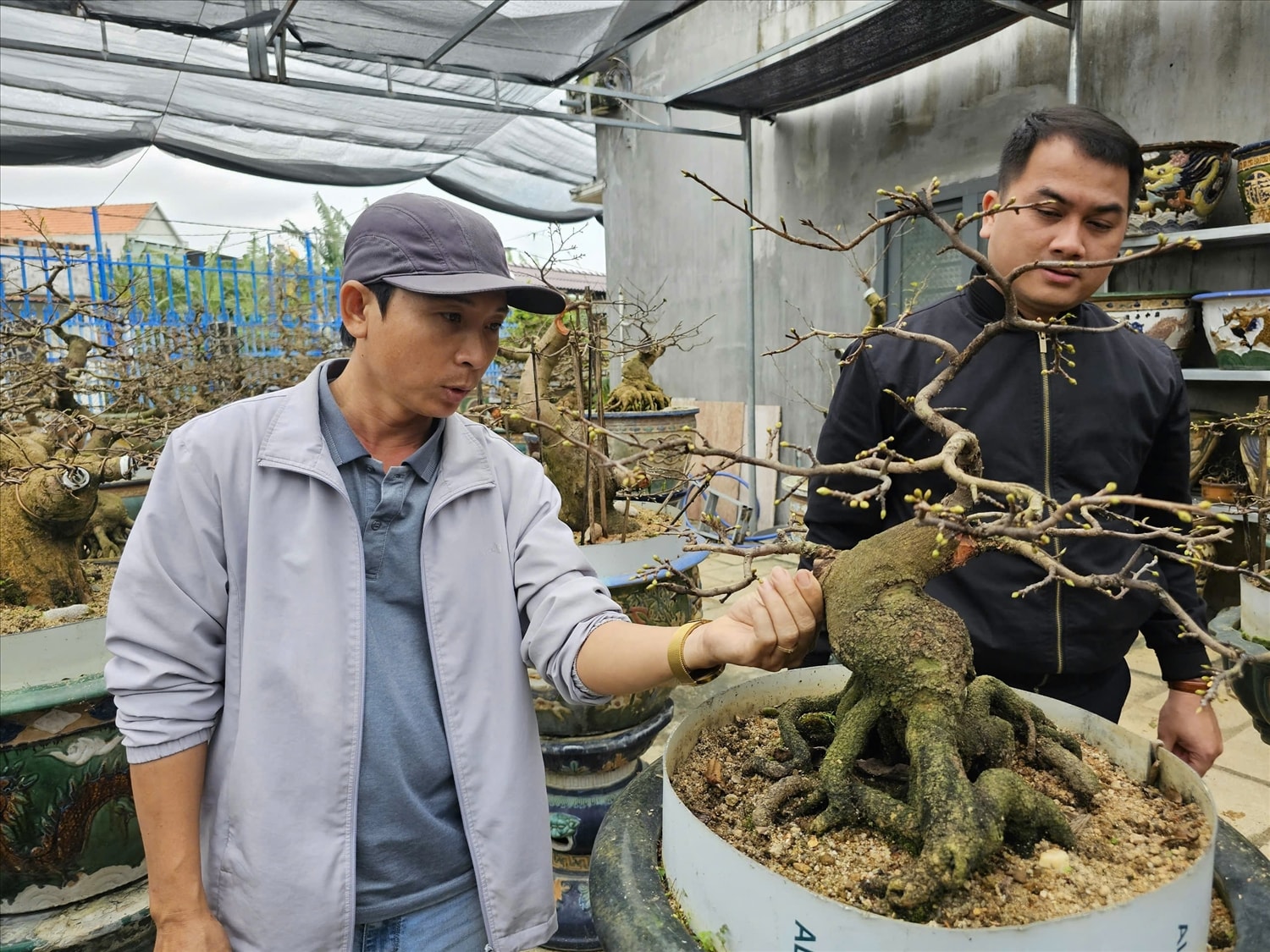 Anh Ngô Mạnh Tuân giới thiệu cho khách một tác phẩm mai bonsai nghệ thuật