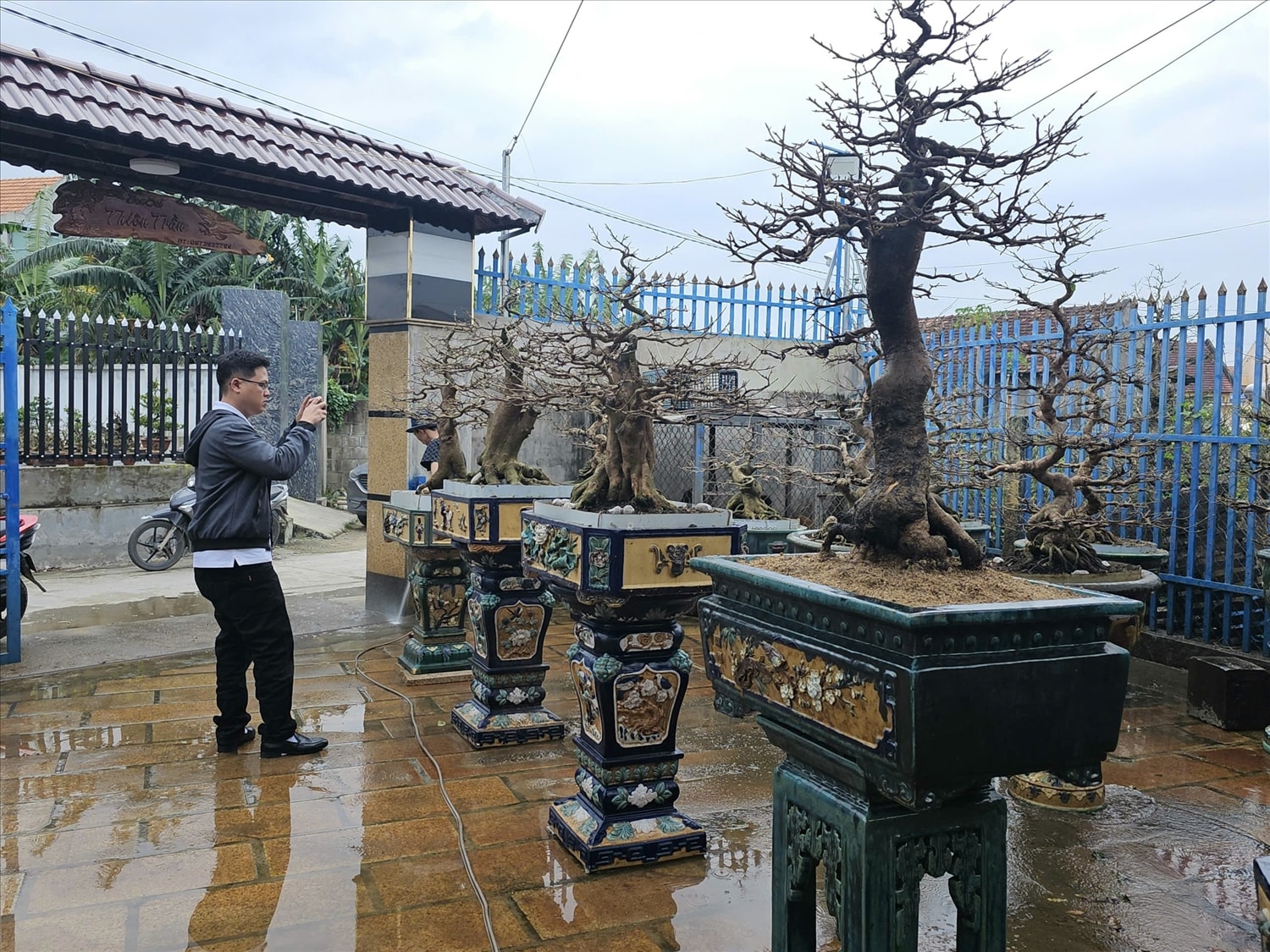 Anh Ngô Manh Tuân đang sở hữu nhiều gốc mai bonsai nghệ thuật có giá trị cao