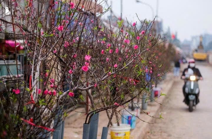 Dự báo Tết Nguyên đán Ất Tỵ, thời tiết Hà Nội và Bắc Bộ khả năng rét khô. Dự báo Tết Nguyên đán Ất Tỵ, thời tiết Hà Nội và Bắc Bộ khả năng rét khô.