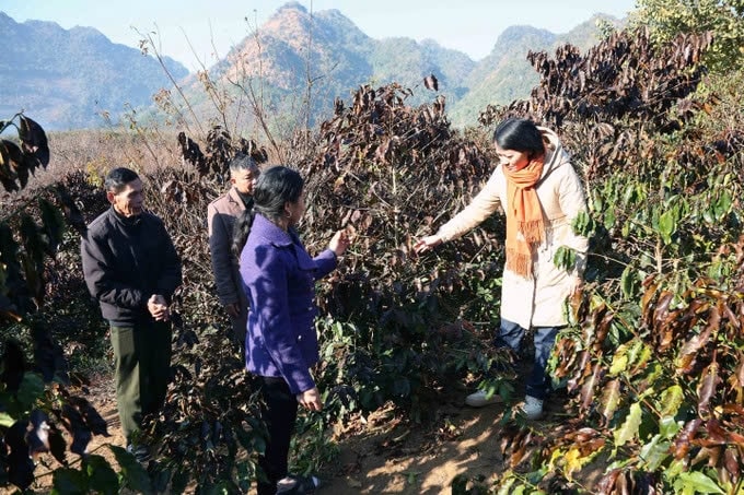 Một phần diện tích cây cà phê của nhân dân tại bản Muông Yên, xã Chiềng Cọ, thành phố Sơn La bị thiệt hại do sương muối gây ra. Ảnh: TL Một phần diện tích cây cà phê của nhân dân tại bản Muông Yên, xã Chiềng Cọ, thành phố Sơn La bị thiệt hại do sương muối gây ra. Ảnh: TL