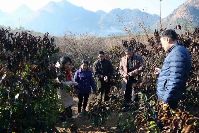 Cán bộ Trung tâm Dịch vụ nông nghiệp thành phố Sơn La hướng dẫn người dân các biện pháp ứng phó, giảm thấp nhất thiệt do sương muối gây ra cho cây cà phê. Ảnh: TL Cán bộ Trung tâm Dịch vụ nông nghiệp thành phố Sơn La hướng dẫn người dân các biện pháp ứng phó, giảm thấp nhất thiệt do sương muối gây ra cho cây cà phê. Ảnh: TL