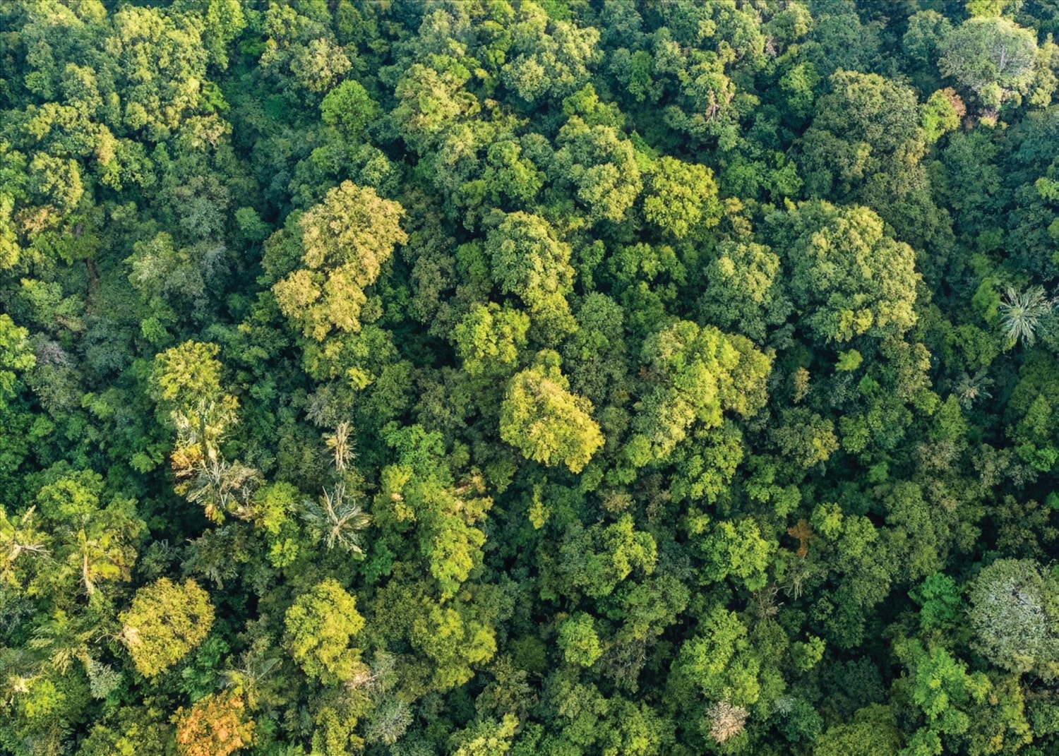Theo Đề án thành lập và phát triển thị trường carbon tại Việt Nam, năm 2029 sẽ chính thức vận hành thị trường carbon Việt Nam, trong đó ngành lâm nghiệp có khả năng đóng góp lượng tín chỉ carbon lớn từ rừng. Ảnh: T.L Theo Đề án thành lập và phát triển thị trường carbon tại Việt Nam, năm 2029 sẽ chính thức vận hành thị trường carbon Việt Nam, trong đó ngành lâm nghiệp có khả năng đóng góp lượng tín chỉ carbon lớn từ rừng. Ảnh: T.L