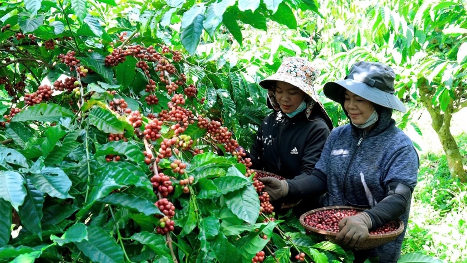 Năm 2024, tốc độ tăng trưởng kinh tế các tỉnh vùng dân tộc thiểu số và miền núi khá cao, trong đó Tây Nguyên tăng bình quân 7,5%/năm (Trong ảnh: Nông dân tỉnh Đắk Lắk thu hoạch cà phê) Năm 2024, tốc độ tăng trưởng kinh tế các tỉnh vùng dân tộc thiểu số và miền núi khá cao, trong đó Tây Nguyên tăng bình quân 7,5%/năm (Trong ảnh: Nông dân tỉnh Đắk Lắk thu hoạch cà phê)