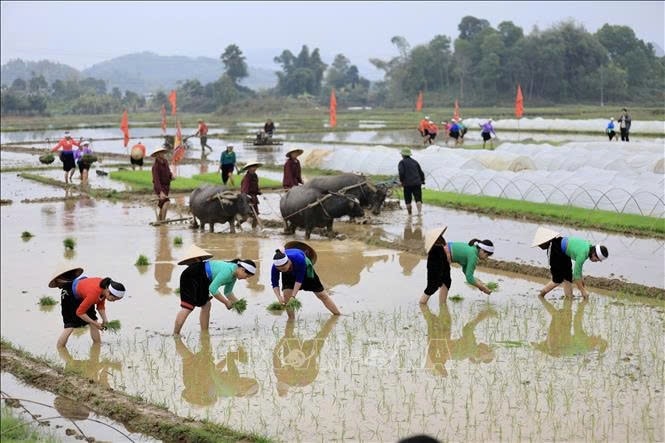 Người dân xã Phong Phú, huyện Tân Lạc nô nức xuống đồng cày cấy tại Lễ hội Khai hạ. Ảnh: Ảnh: Trọng Đạt/TTXVN Người dân xã Phong Phú, huyện Tân Lạc nô nức xuống đồng cày cấy tại Lễ hội Khai hạ. Ảnh: Ảnh: Trọng Đạt/TTXVN