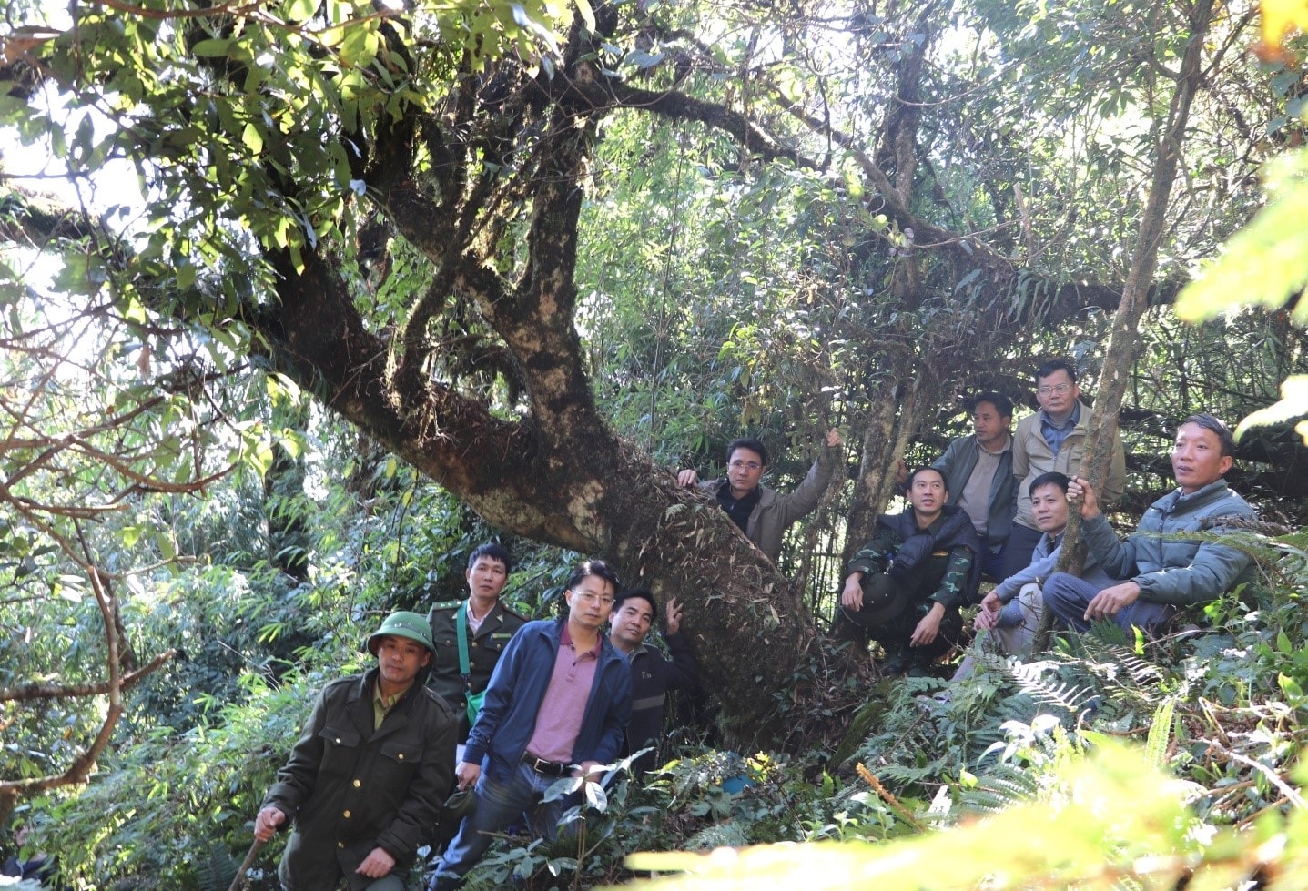 Du khách chụp ảnh bên cây chè cổ có tuổi đời hàng trăm năm tuổi. Du khách chụp ảnh bên cây chè cổ có tuổi đời hàng trăm năm tuổi.