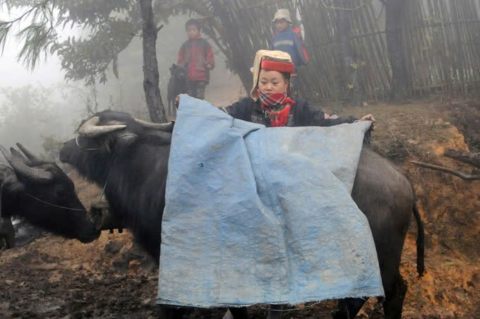 Chăm sóc và bảo vệ đàn trâu trong những ngày giá rét ở các tỉnh miền núi phía Bắc. Ảnh: TL Chăm sóc và bảo vệ đàn trâu trong những ngày giá rét ở các tỉnh miền núi phía Bắc. Ảnh: TL