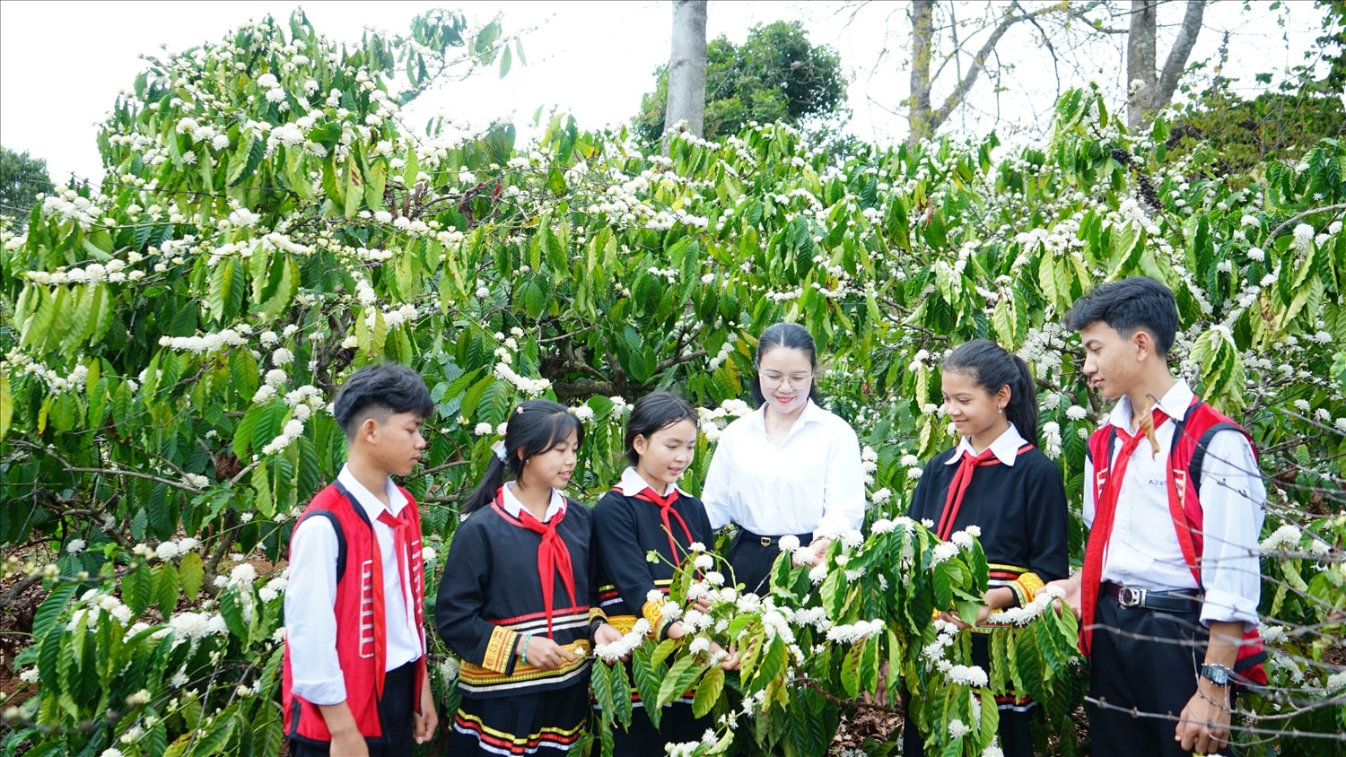 (Bài PV) Chiêm ngưỡng vẻ đẹp tinh khôi của hoa cà phê trên Tây Nguyên