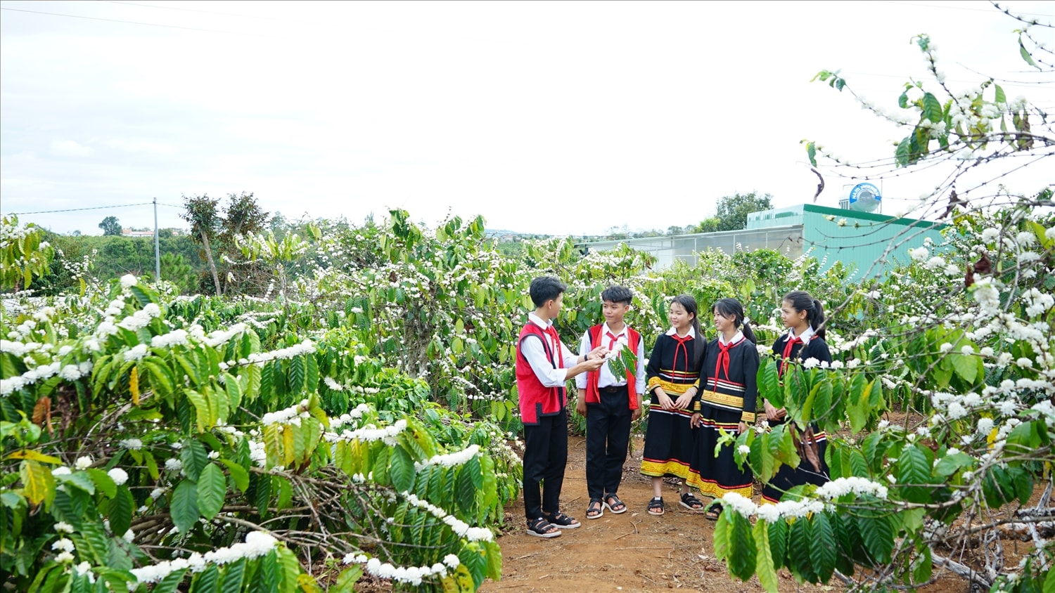 (Bài PV) Chiêm ngưỡng vẻ đẹp tinh khôi của hoa cà phê trên Tây Nguyên 10