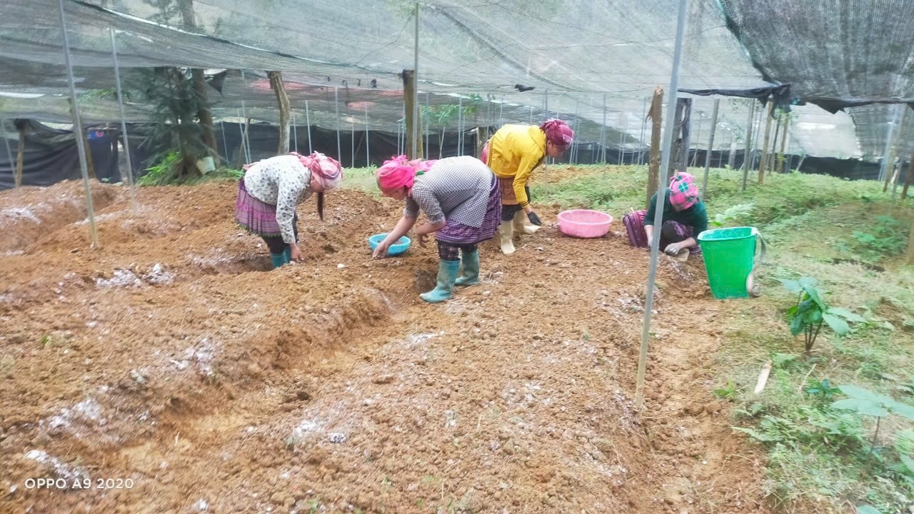 Cây tam thất thường được trồng từ tháng 12 đến tháng 2 năm sau Cây tam thất thường được trồng từ tháng 12 đến tháng 2 năm sau