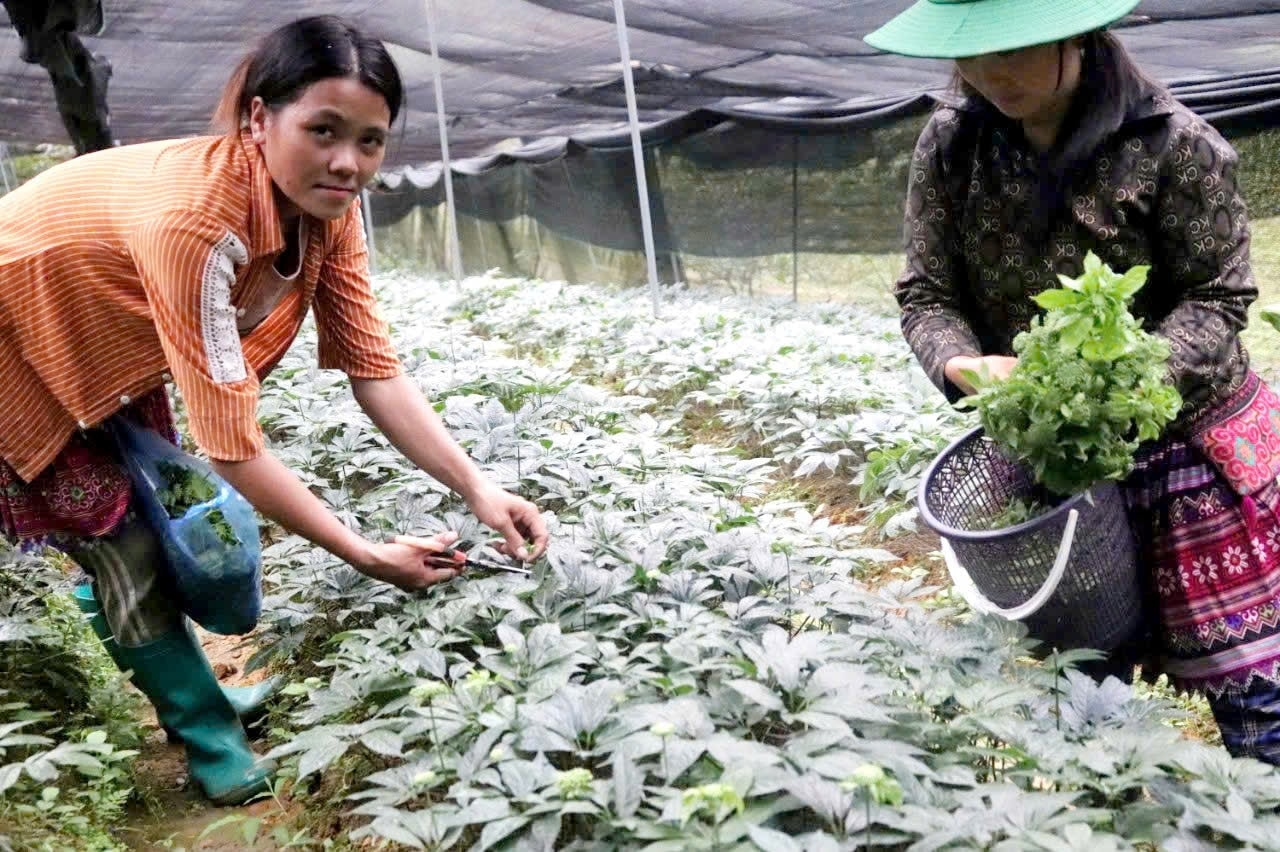 Bà con nông dân ở huyện Bắc Hà (Lào Cai) thu hoạch hoa tam thất Bà con nông dân ở huyện Bắc Hà (Lào Cai) thu hoạch hoa tam thất