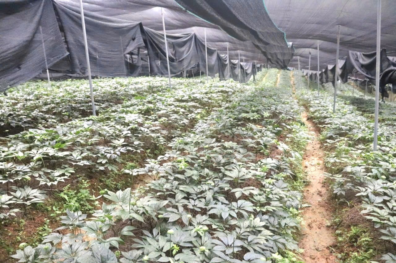 Cây tam thất thường được trồng dưới nhà lưới để tránh ánh sáng mạnh, ảnh hưởng tới sinh trưởng của cây Cây tam thất thường được trồng dưới nhà lưới để tránh ánh sáng mạnh, ảnh hưởng tới sinh trưởng của cây