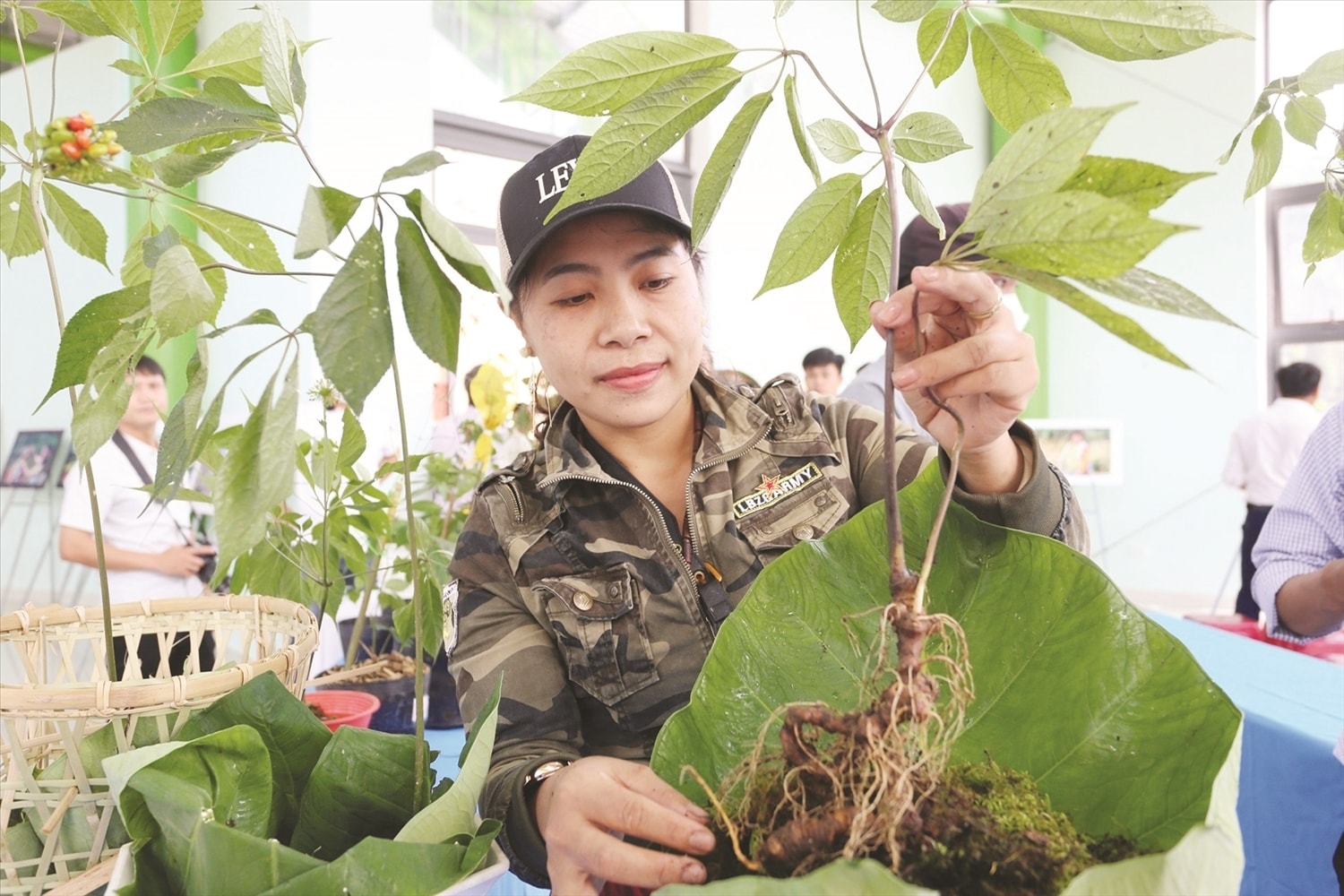 Sâm Ngọc Linh (đồng bào Xơ Đăng còn gọi cây thuốc giấu) có giá trị kinh tế cao, giúp người dân thoát nghèo. Sâm Ngọc Linh (đồng bào Xơ Đăng còn gọi cây thuốc giấu) có giá trị kinh tế cao, giúp người dân thoát nghèo.
