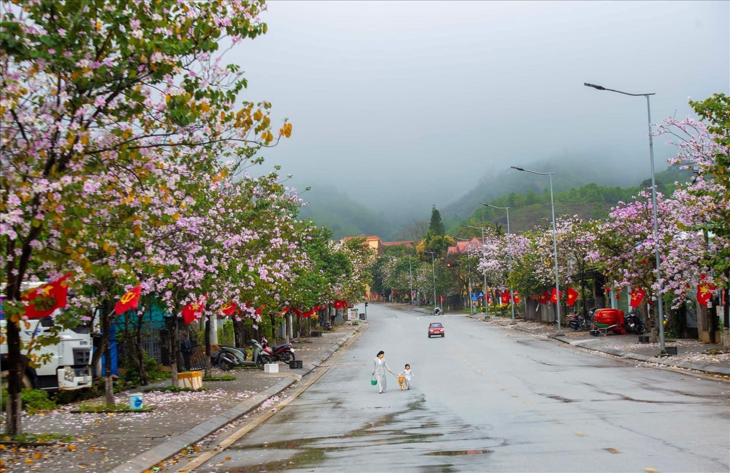 Những cây hoa ban nở rộ mang đến cho A Lưới  vẻ đẹp tươi mới, đầy sức sống. 