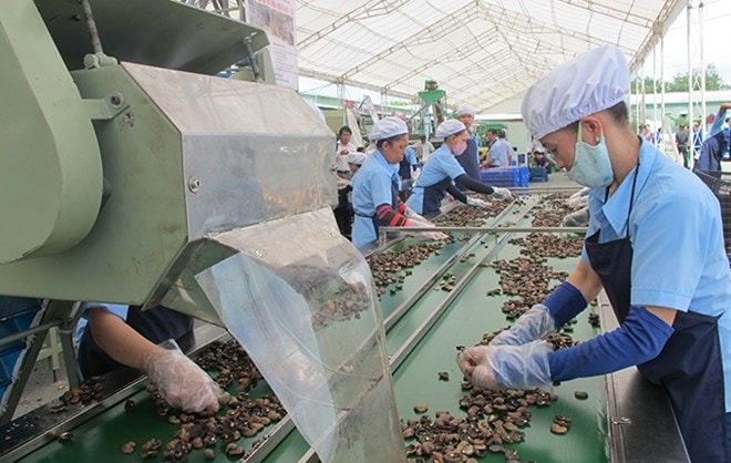 Quy trình chế biến hạt điều tại một doanh nghiệp hội viên Hội Điều tỉnh Bình Phước Quy trình chế biến hạt điều tại một doanh nghiệp hội viên Hội Điều tỉnh Bình Phước