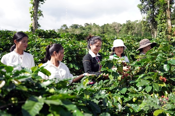 Tập huấn đầu bờ cho các hộ đồng bào Bru Vân Kiều về kỹ thuật trồng, chăm sóc cà phê sạch
