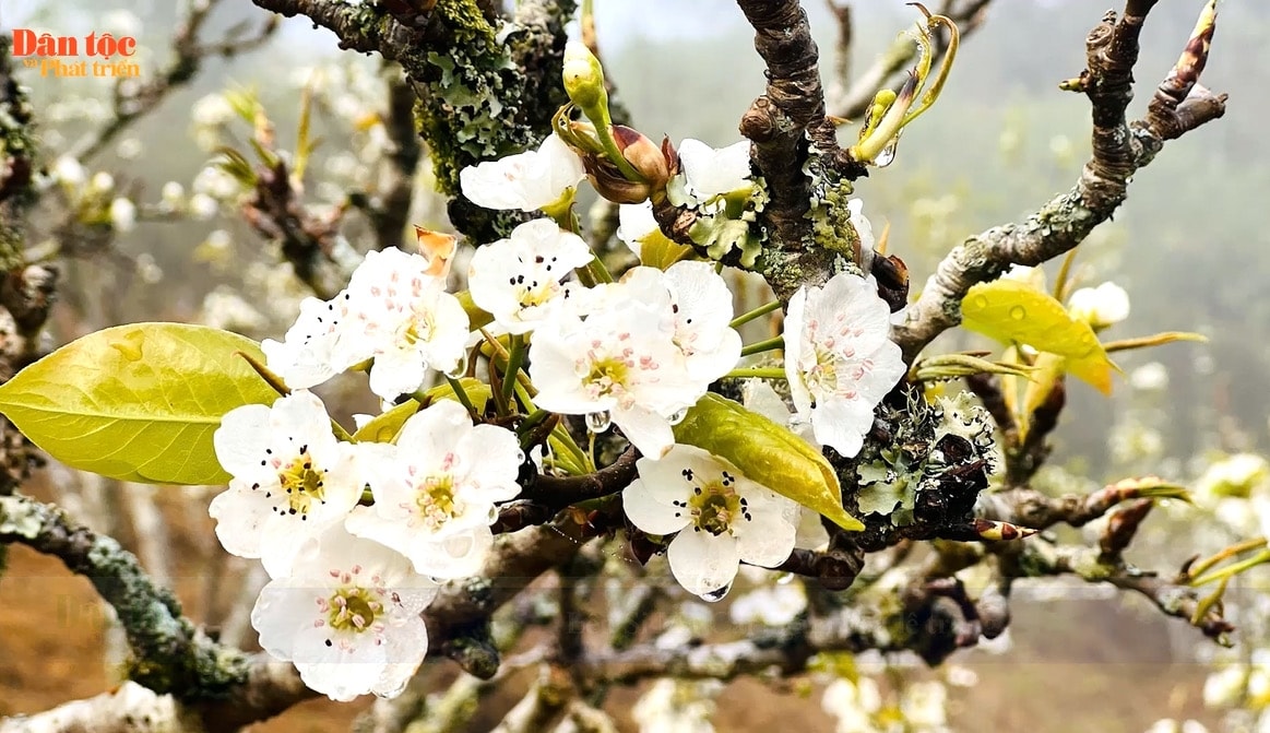 Lên Si Ma Cai ngắm hoa lê trắng 