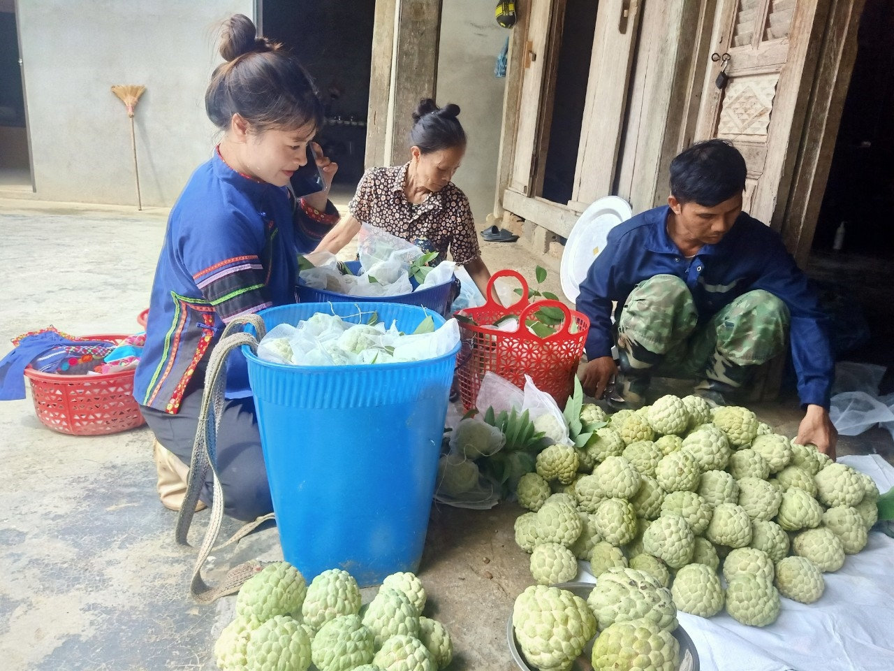 Làm giàu từ trồng na dai 