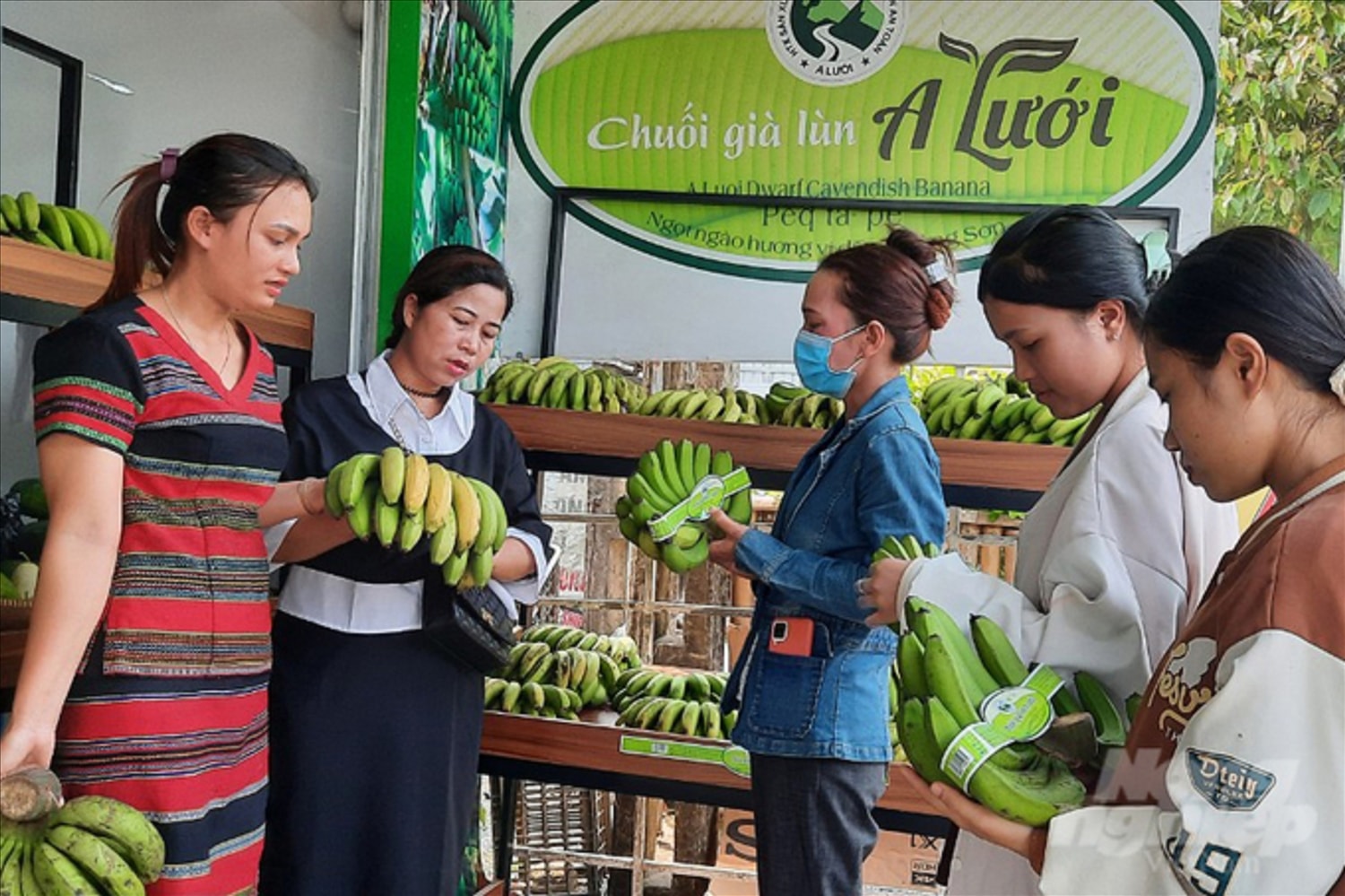 Chuối già lùn là sản phẩm OCOP của A Lưới mang lại hiệu quả kinh tế cho bà con đồng bào. Chuối già lùn là sản phẩm OCOP của A Lưới mang lại hiệu quả kinh tế cho bà con đồng bào.
