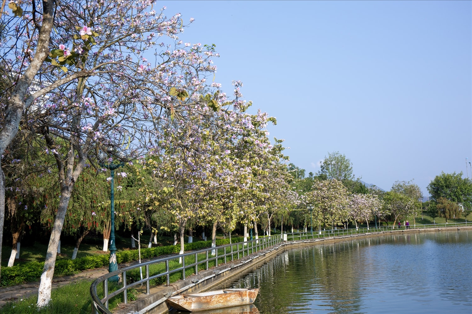 Những rặng ban phủ kín phố núi Lai Châu. Những rặng ban phủ kín phố núi Lai Châu.
