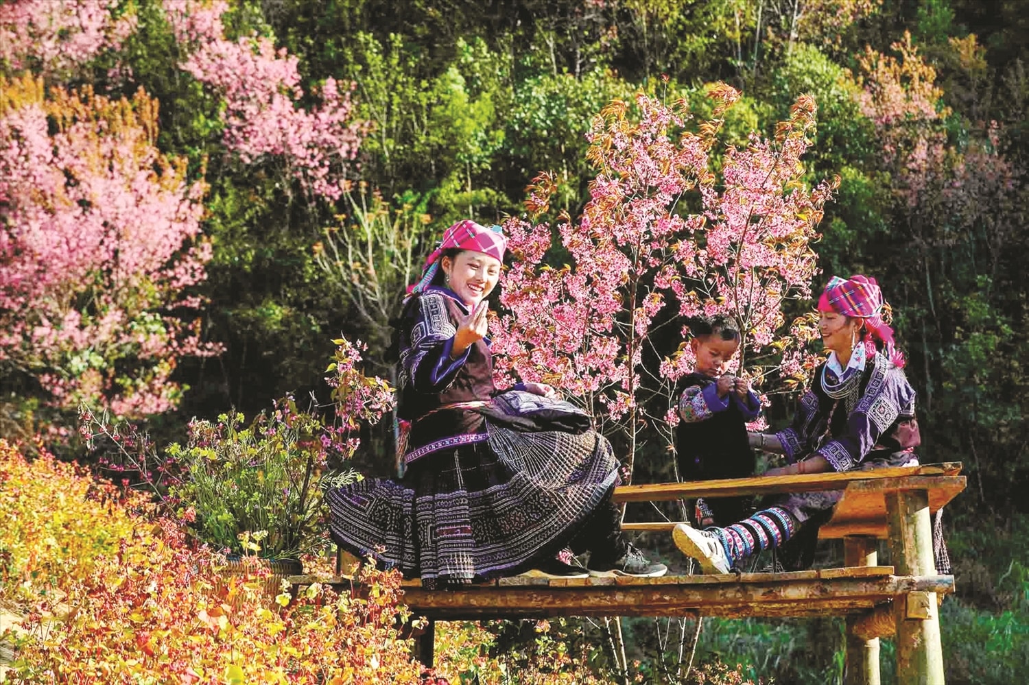 Hoa tớ dày được xem là một trong những biểu tượng mùa Đông ở Mù Cang Chải.  Hoa thường nở vào dịp đồng bào Mông ăn Tết dân tộc, trước Tết Nguyên đán cổ truyền khoảng một tháng.