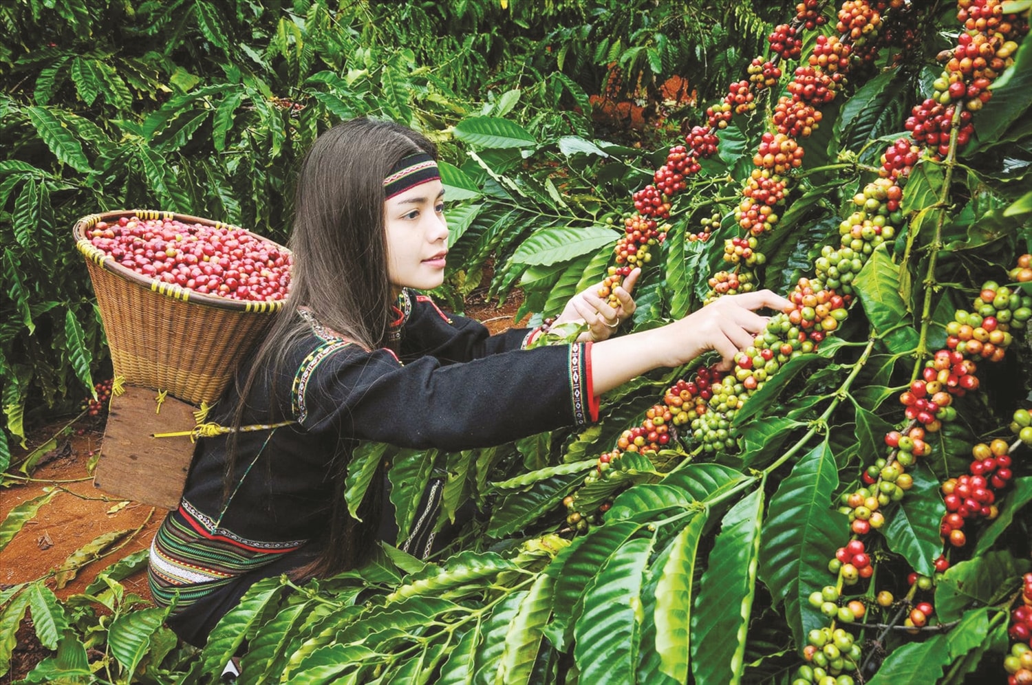 Thiếu nữ Tây Nguyên thu hoạch cà phê. Ảnh TL Thiếu nữ Tây Nguyên thu hoạch cà phê. Ảnh TL
