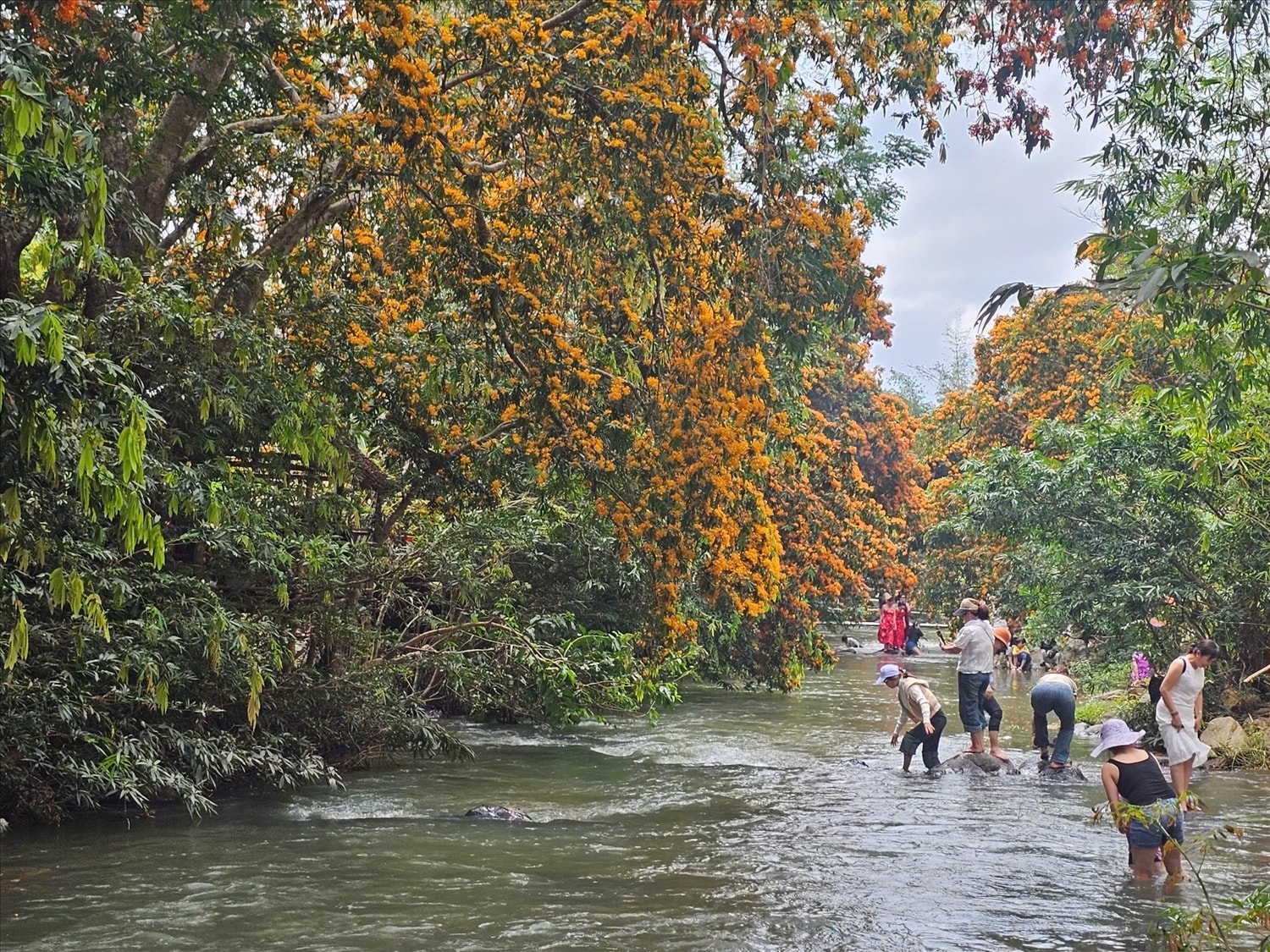 Rất nhiều du khách đến suối Tà Má để thưởng ngoạn hoa trang rừng Rất nhiều du khách đến suối Tà Má để thưởng ngoạn hoa trang rừng